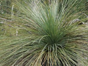 Grass Tree in the Grampians